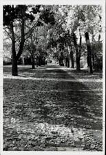 Press Photo Fallen leaves scattered on the ground - sra34858 picture