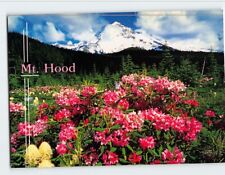 Postcard Summer flowers of Rhododendron Bear Grass Mt. Hood Oregon USA picture