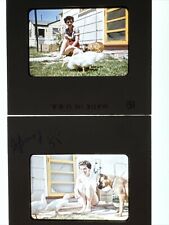 (2) 1955 Boxer Dog & Duck w/ Woman 35mm Original Slide Red Border Kodachrome picture
