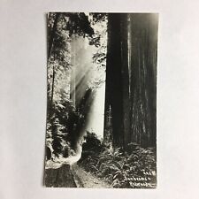 California Postcard Sunbeams & Redwood Trees RPPC Redwood Hwy CA Patterson picture