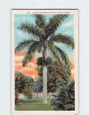Postcard A Rare Specimen of Royal Palm Florida USA picture