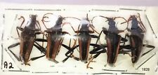 Cerambycidae Mastododera lateralis 18-22mm A2 from MADAGASCAR - 5pcs - #1828 picture