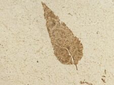 wOw Big AAA 100% Natural 50 Million Year Old MUSEUM LEAF Fossil Wyoming 2325gr picture