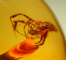 Large Scary Spider in Dominican Amber Fossil Gemstone picture