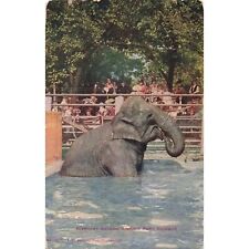 c.1910 Elephant Bathing Lincoln Park Chicago Postcard / 2R4-651 picture