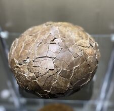 MASSIVE French Sauropod Dinosaur Fossil Egg THE WORLDS MOST BEAUTIFUL DINO EGG picture