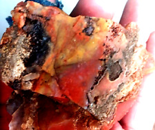 Volcanic Petrified Wood Limb Cast Utah RARE Orange Red Black Qrtz W Depth Rough picture