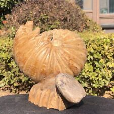 5.3LB  Large Natural Beautiful ammonite fossil conch Crystal specimen Healing picture