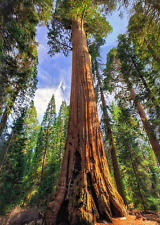 Giant SEQUOIA Tree - 3D Lenticular Post Card  Greeting Card picture