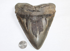 MEGALODON Shark Tooth Fossil Natural NO Repair 6.02