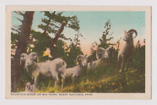 Mountain Sheep Or Big Horn Banff National Park Alberta Canada Animals Postcard picture
