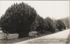 RPPC Myrtle Tree OR Oregon Coast Highway c1940s Patterson photo postcard H39 picture