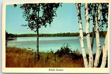 Postcard - White Birches picture