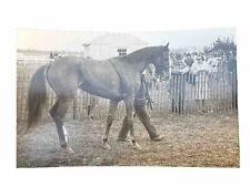 c. 1960s Arabian Horse 