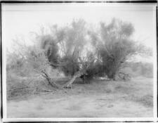 Screw poll mesquite growing in Colorado Desert 1910 California Old Photo picture