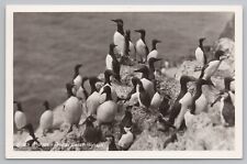 RPPC Oregon Coast Highway Penguins c1950 Real Photo Postcard picture
