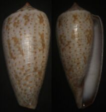 Tonyshells Seashells Conus cinereus SUPERB SUNBURNT CONE 44.5mm F+++/GEM picture