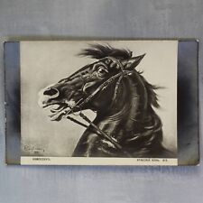 Black Arabian horse. Tsarist Russia postcard 1909s signed Camhausen🐎 picture