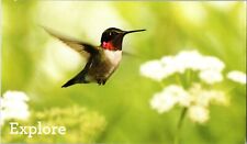 Massachusetts Postcard: Hummingbird- Mass Audubon  picture