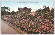 Pasadena California~Rose Hedge in Bloom~Houses Behind~c1910 Postcard picture