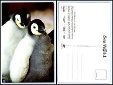  Vintage Postcard - Emperor Penguin Chicks B19 picture