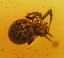 Spider with patterned abdomen, Fossil Inclusion in Dominican Amber picture
