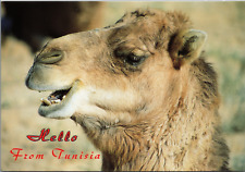 Hello From Tunisia Africa Camel Postcard Unposted picture