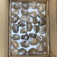 Polished fossilized Coral speciens 29 Pieces Bulk Wholesale Lot picture