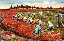Cape Cod MA-Massachusetts, Harvesting Cranberries, Scoopers Vintage Postcard picture