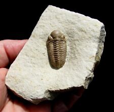 EXTINCTIONS- NICE LARGE, PRONE KAINOPS TRILOBITE FOSSIL OKLAHOMA- COMPOUND EYES picture