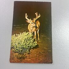 Surprise At Night Postcard Deer Eating Shrubs Bush Scenic Nature picture