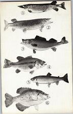 Today's Catch, Pike, Bass, Trout, Crappie Minnesota Fishing Vintage Postcard A60 picture