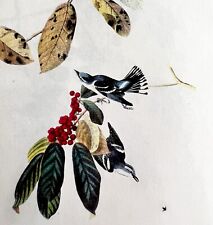 Cerulean Warbler Bird Lithograph 1950 Audubon Antique Art Print DWP6A picture