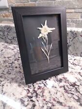 Edelweiss Real Dried Flower  7x5