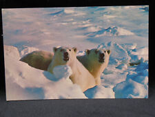 Polar Bears in Arctic Alaska Postcard UNPOSTED (0033) picture