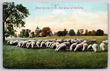 Animal~Sheep Raising In The Blue Grass Of Kentucky~PM 1910~Vintage Postcard picture