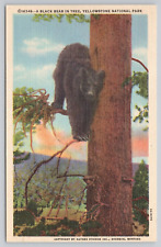 Postcard Black Bear in Tree, Yellowstone National Park Vintage Linen picture