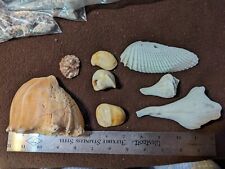 Lot of 7 Large-Small Sea Shell Pieces Decor Aquarium Crafts Home Decor Jewelry  picture