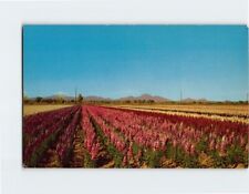 Postcard Fields of Stock Arizona USA picture