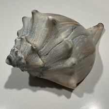 Beautiful Knobbed WHELK Seashell Shell Large 5” White Gray Tan Ocean Decor Home picture