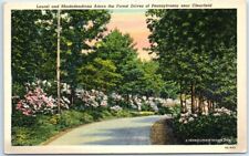 Postcard - Laurel & Rhododendrons, Adorn the Forest Drives of Pennsylvania, USA picture