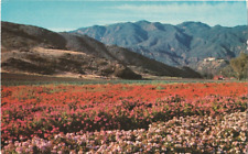 Japanese Geranium Farm and Santa Monica Mt.-Malibu, CA-vintage unposted picture