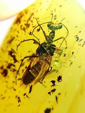 Very Rare Alienoptera Burmite Natural Myanmar Insect Amber Fossil picture