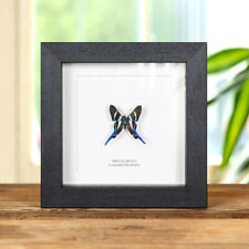 Long-tailed Metalmark Framed Butterfly in Box Frame (Rhetus arcius) picture