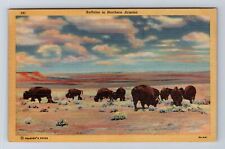 Grand Canyon National Park, Buffalo Herd, Series #391 Vintage Postcard picture