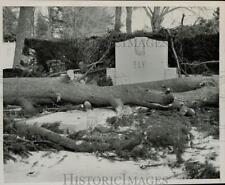 1976 Press Photo Tree felled during Storm over Governor Joseph B. Ely Grave picture