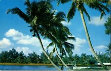 Postcard FL c.1959 Beautiful Palm Trees in Whispering Palms, Florida picture