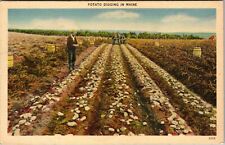 ME-Maine, Potato Digging, Scenic Field View, Vintage Postcard picture