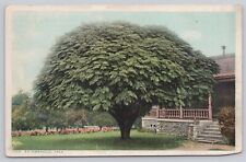 Vtg Post Card An Umbrella Tree G211 picture