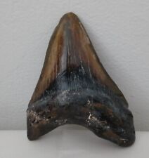 Very Large Megalodon Sharks Tooth 5 9/16